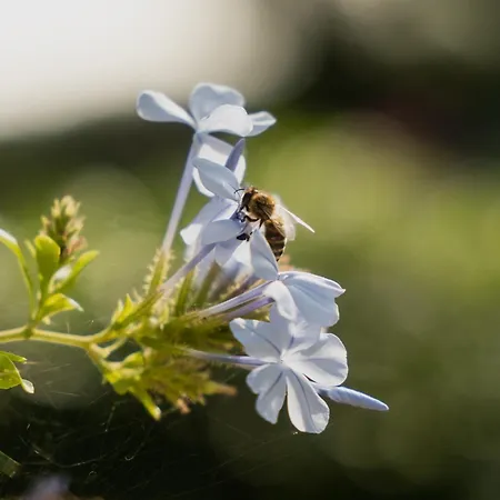 Tenuta Negroamaro 4*