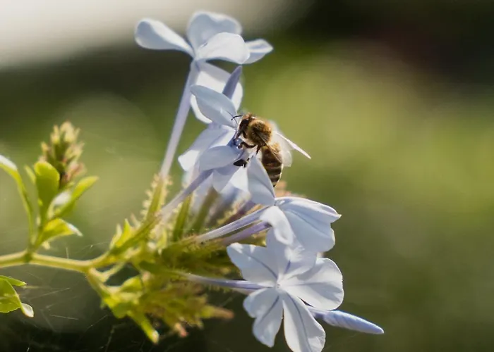 Tenuta Negroamaro 4*